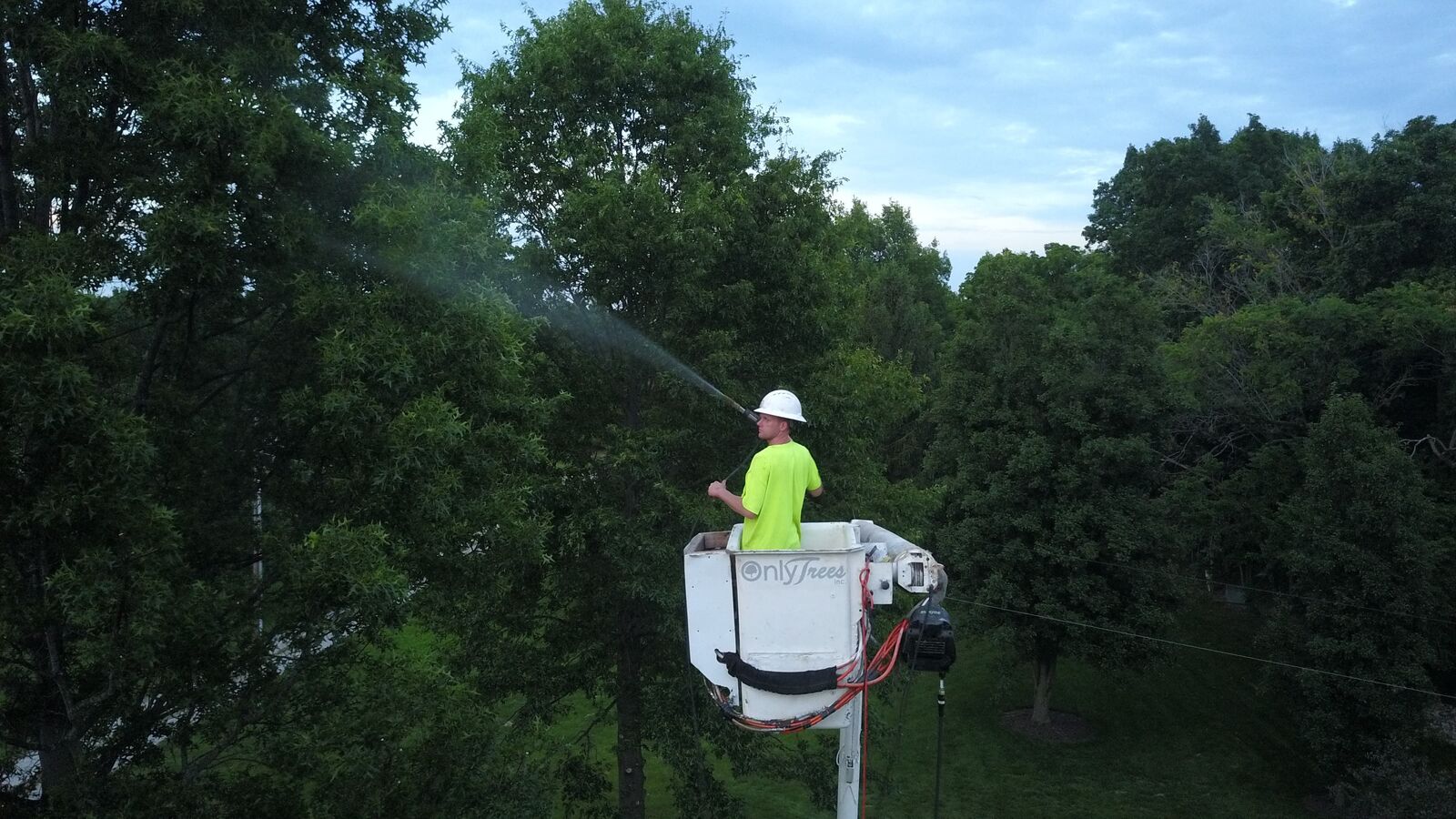 Bucket truck crew applying tree treatment spray to a canopy