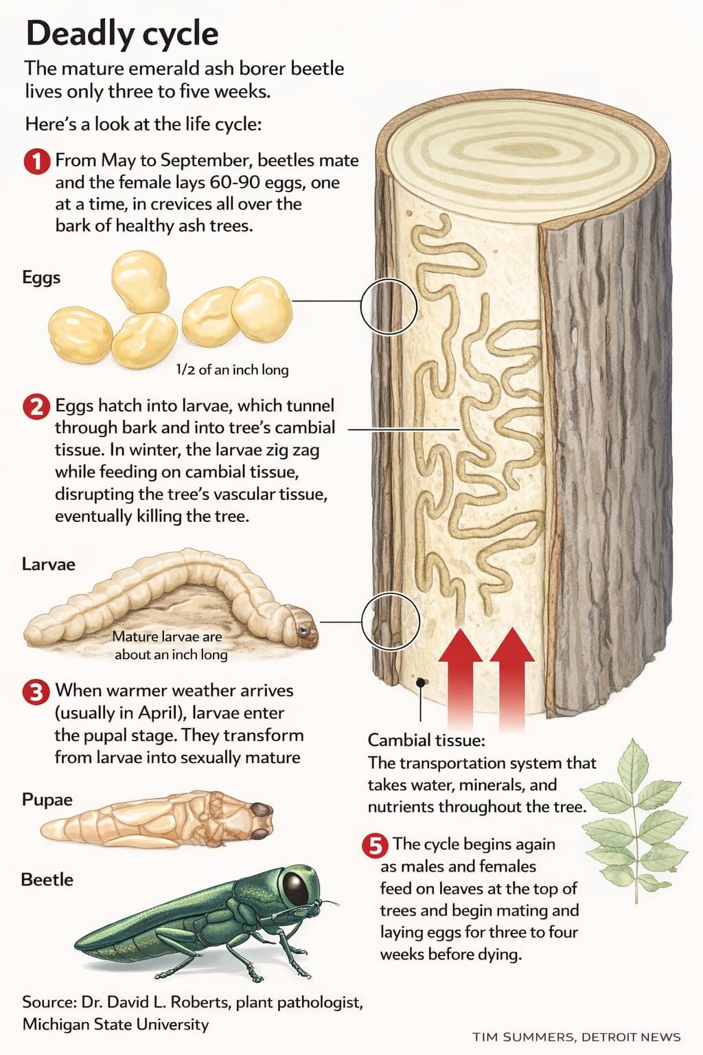 Illustrated life cycle of the emerald ash borer beetle