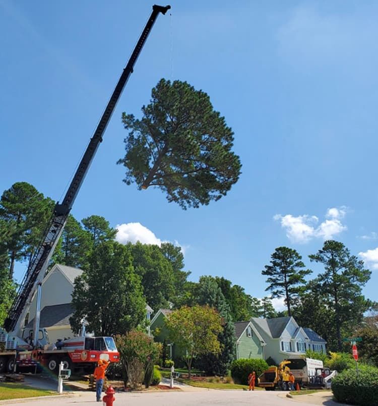 Crane lifting a pine tree top over a residential neighborhood