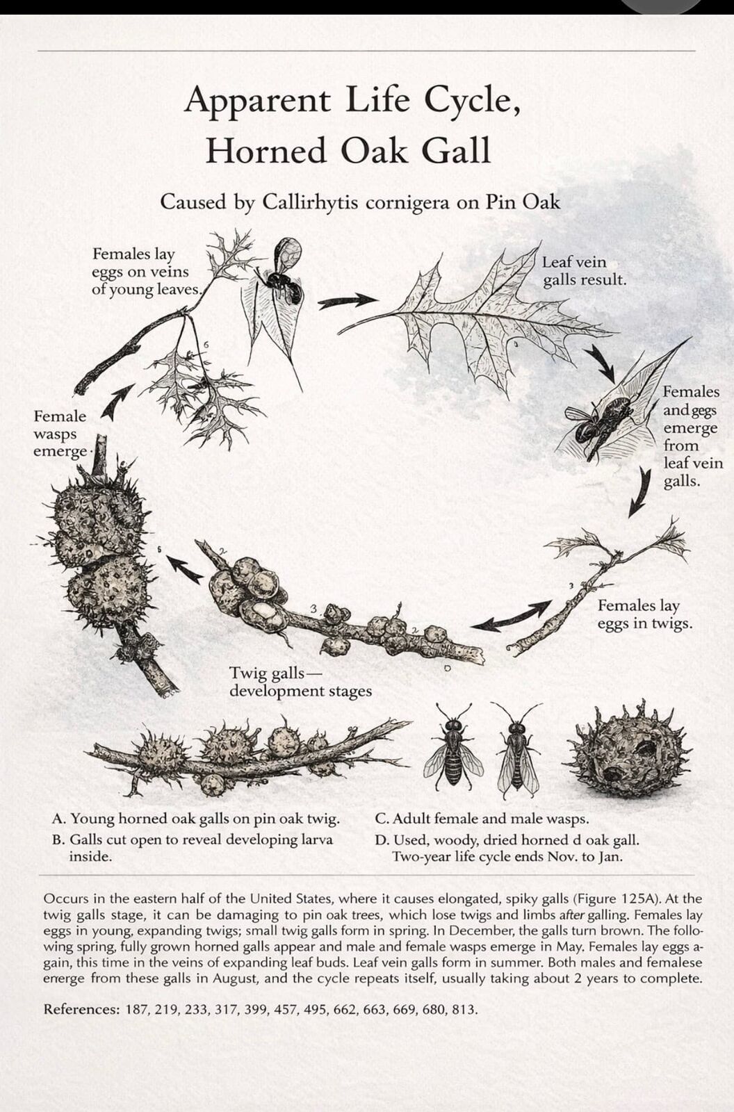 Illustrated life cycle of the horned oak gall on pin oak