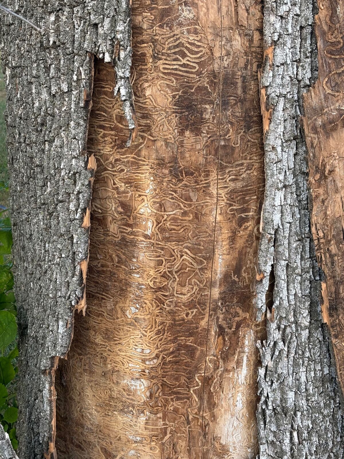Emerald ash borer galleries exposed under bark on an ash trunk