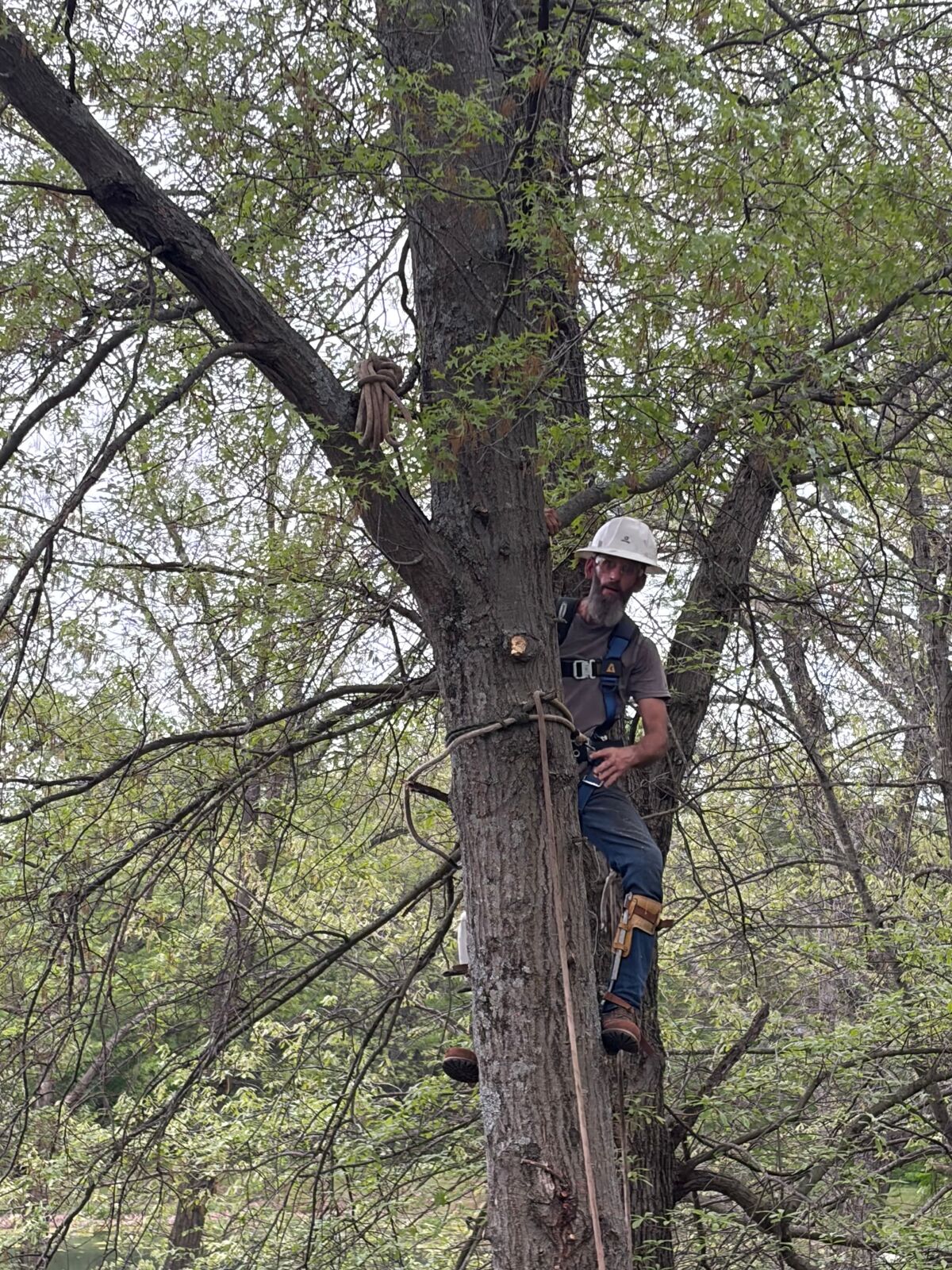 Arborist climbing a tall tree trunk with ropes and safety gear